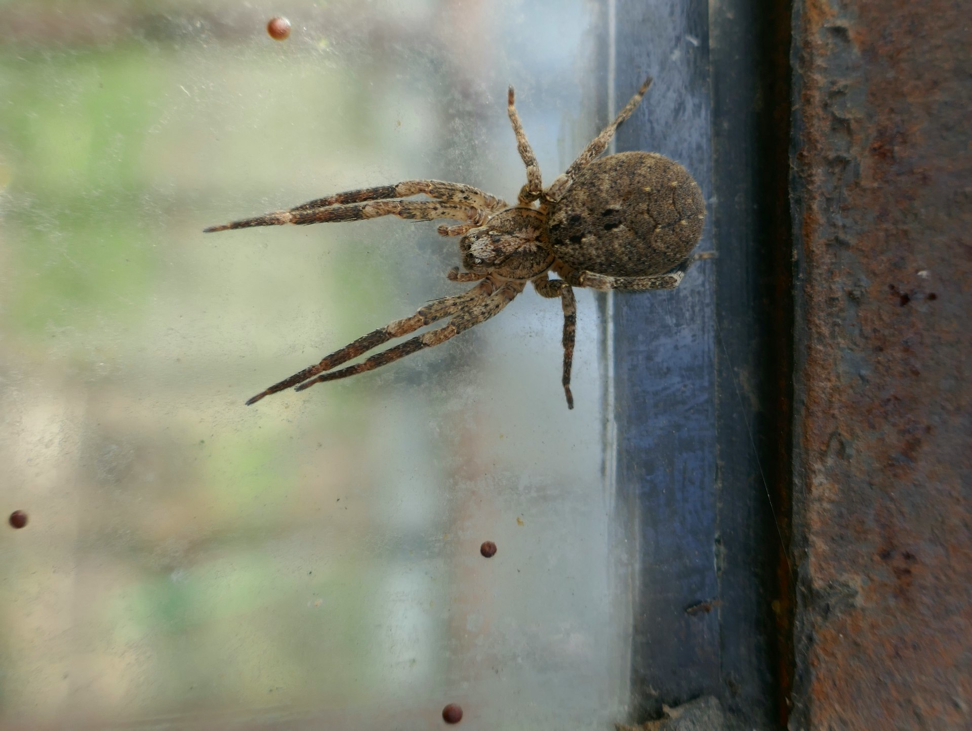 a brown spider sitting on top of a window sill