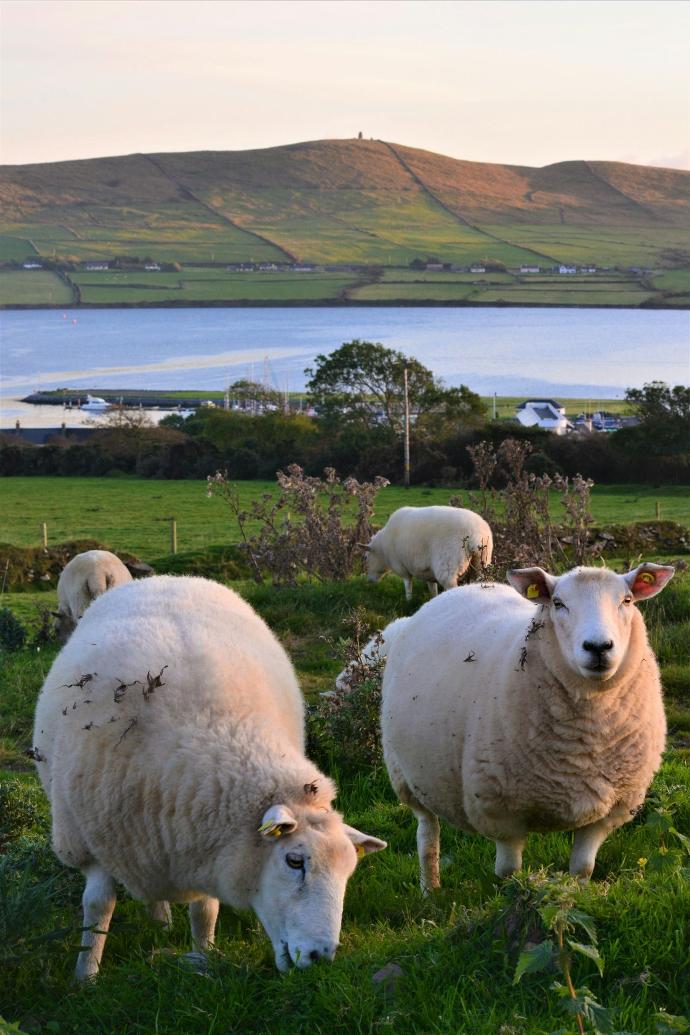 a herd of sheep standing on top of a lush green field