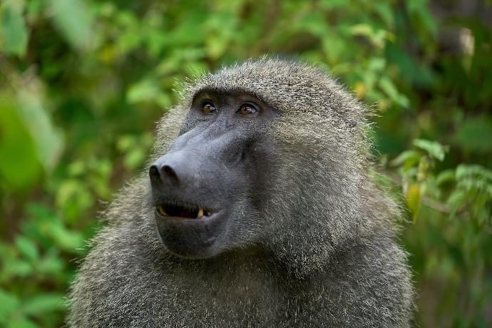 gray monkey in tilt shift lens